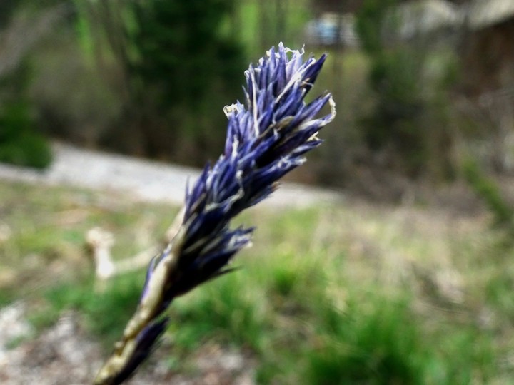 DSC05617b.JPG