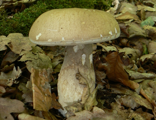 bolet.jpg