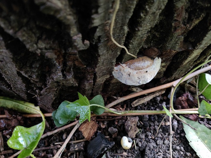 Autre champignon sur la base de l'arbre