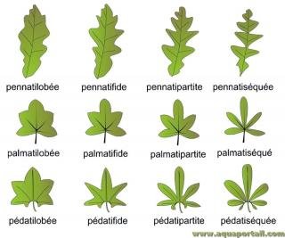 formes-feuilles-pennees-lobees-palmees.jpg