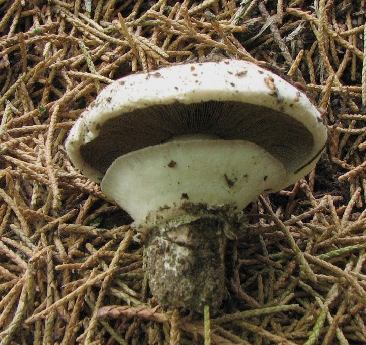 agaricus-bitorquis-jeune-w.jpg