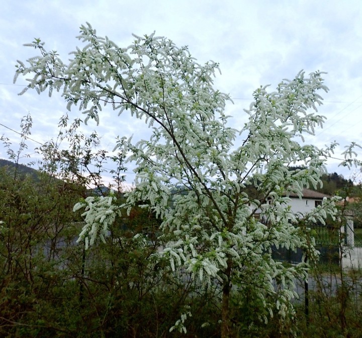 prunus padus 2.JPG