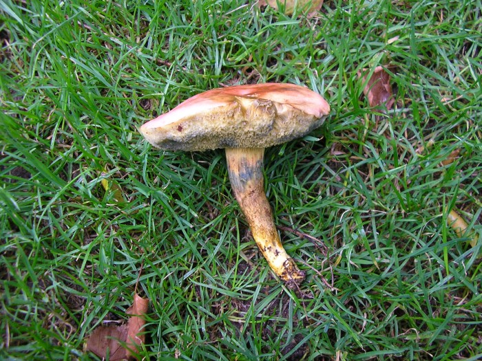 P6150022.JPG