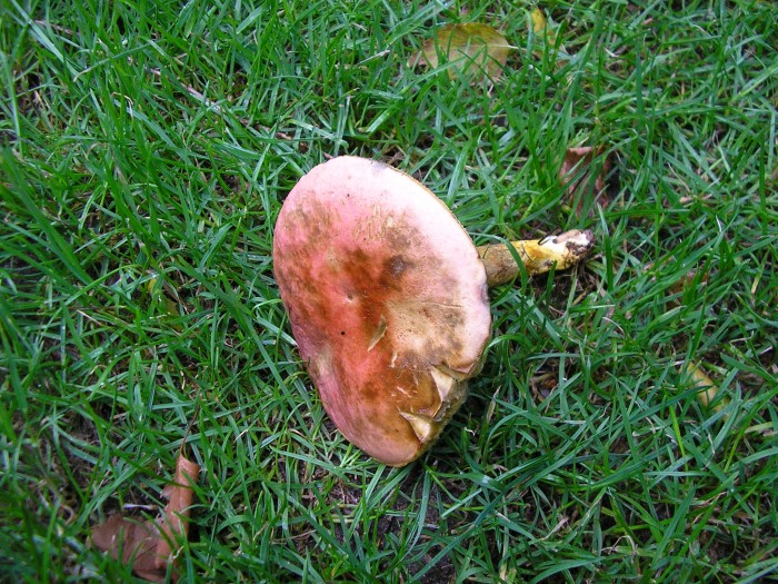 P6150025.JPG