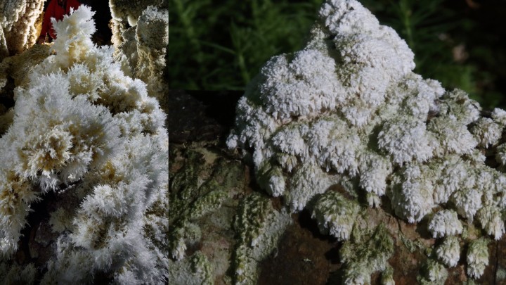 1-champignons2.jpg