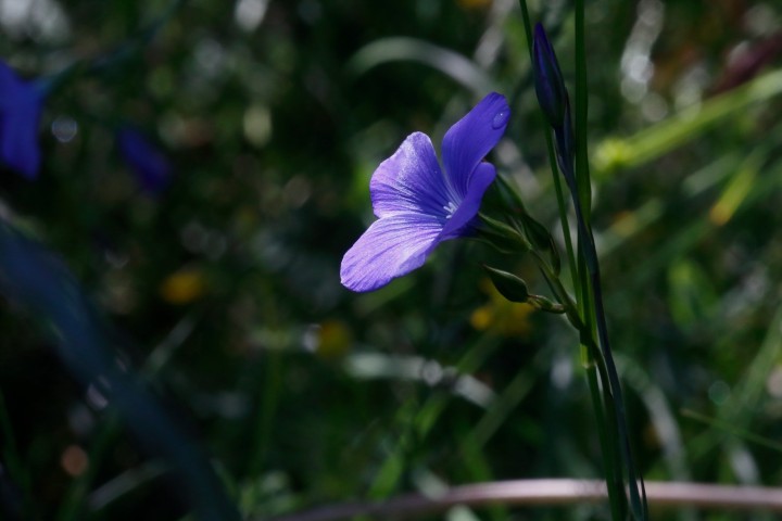 4X6A6435-1.JPG