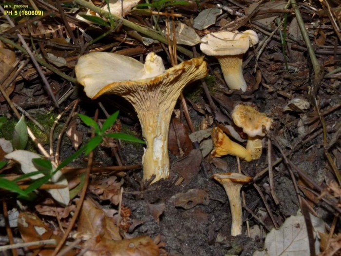 cantharellus subpruinosus 160609.JPG