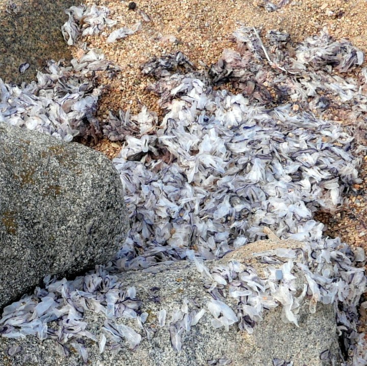 Cliquer sur l'image pour agrandir