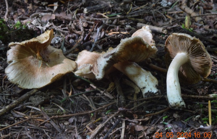 DSC_3989.JPG