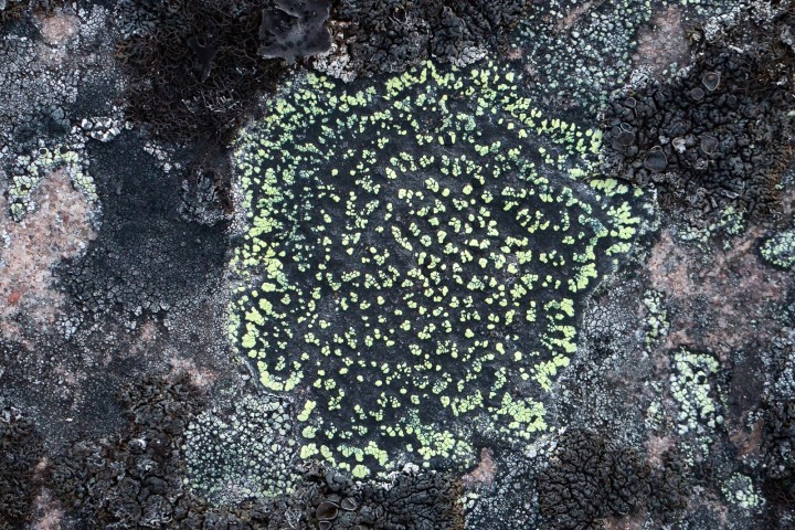 Lichen 2.jpg