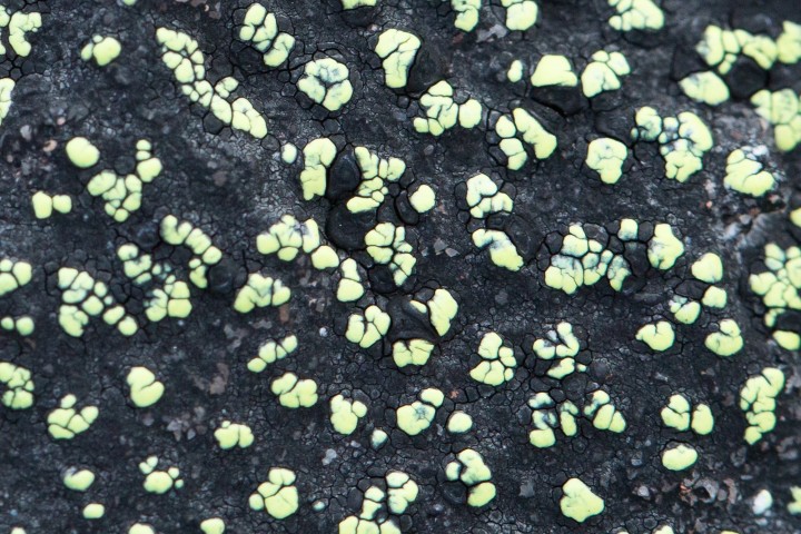 Lichen 2-2.jpg