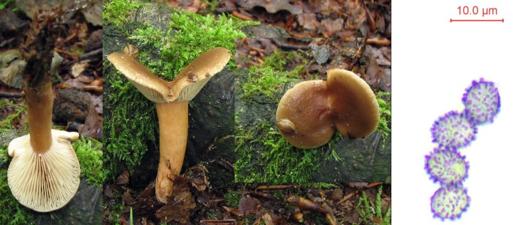 lactarius-mélanie-web.jpg