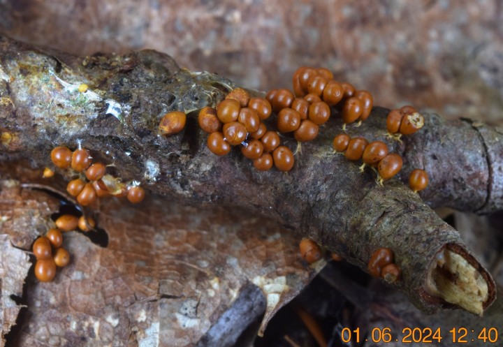 DSC_4016.JPG
