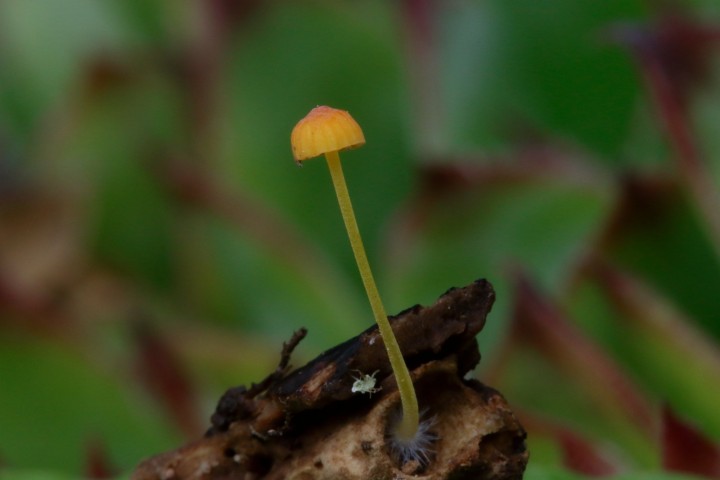 4X6A6584-1.JPG