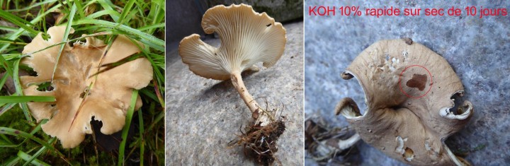 Rhizocybe pruinosa2-¿.jpg