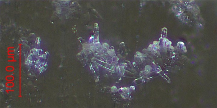 caulocystides milieu