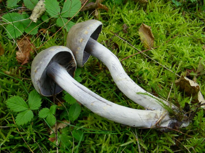 Cortinarius 00.jpg