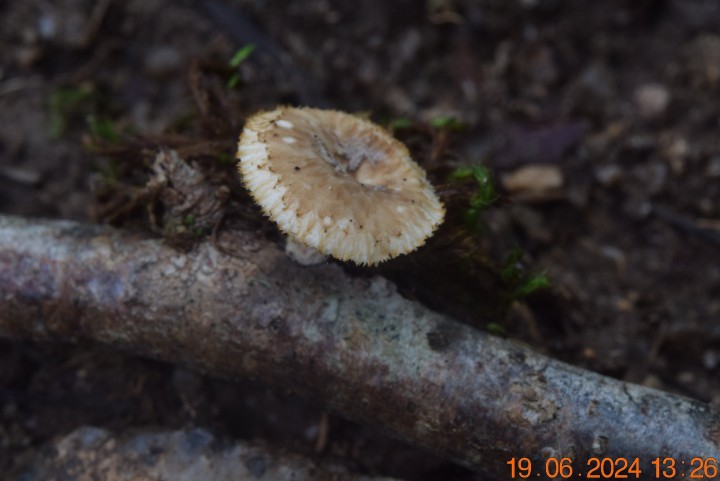 DSC_4066.JPG