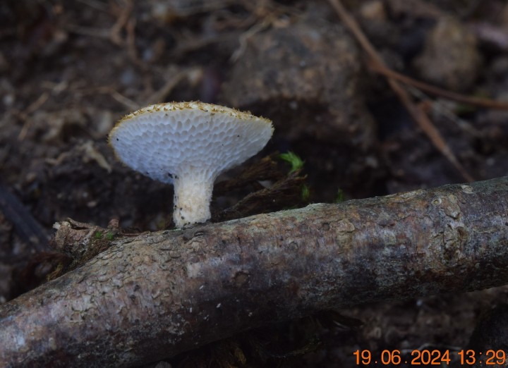 DSC_4068.JPG