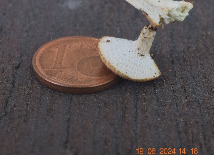 DSC_4071.JPG