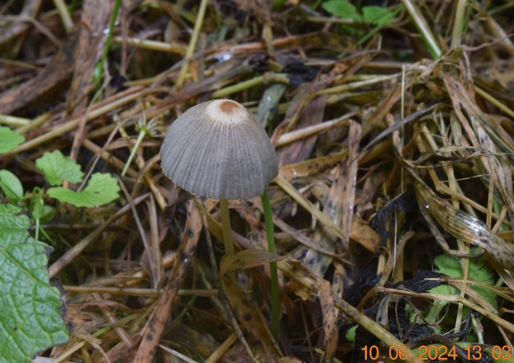 DSC_4040.JPG