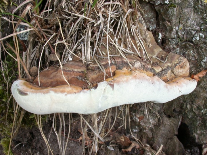 Ganoderma resinaceum (JP) (5).JPG