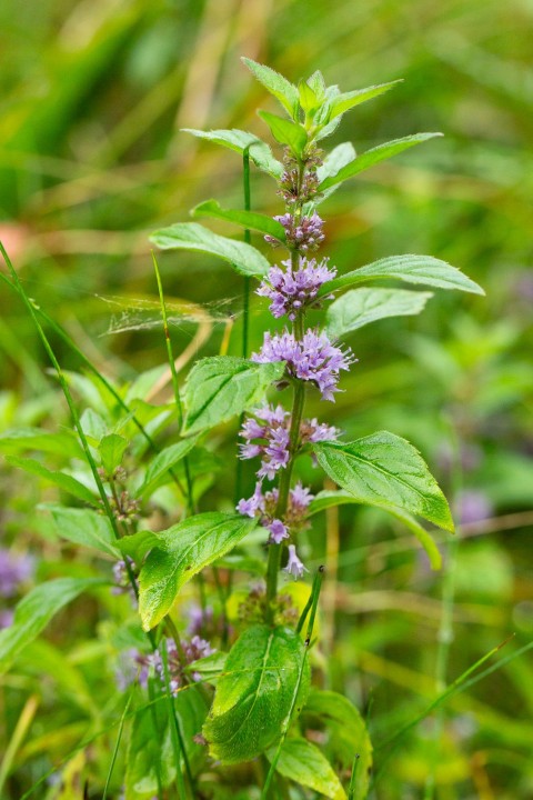 Menthe-3.jpg