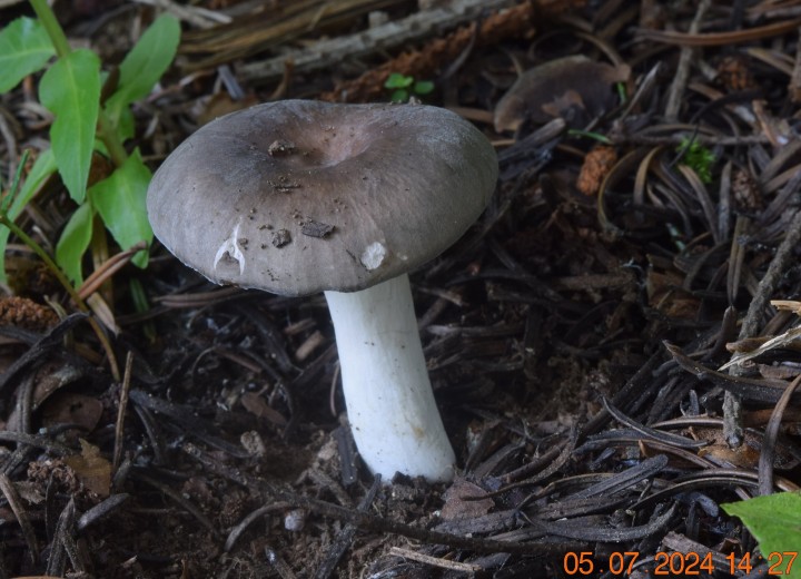 DSC_4093.JPG