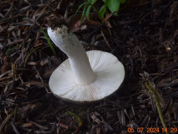 DSC_4096.JPG