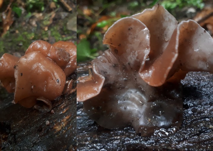 1-champignons4.jpg