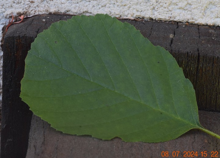 DSC_4113.JPG