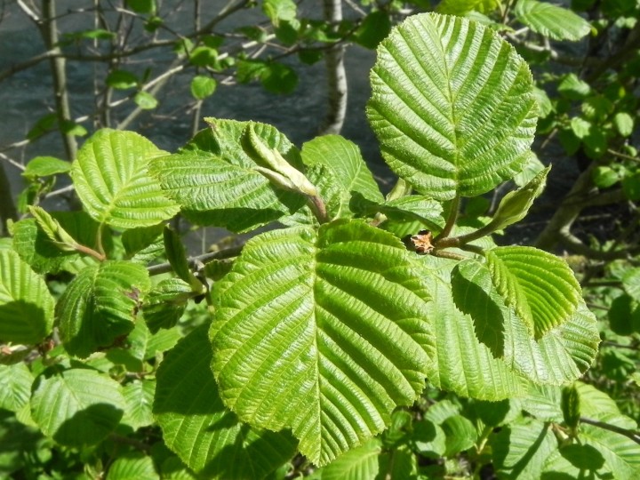 Alnus incana