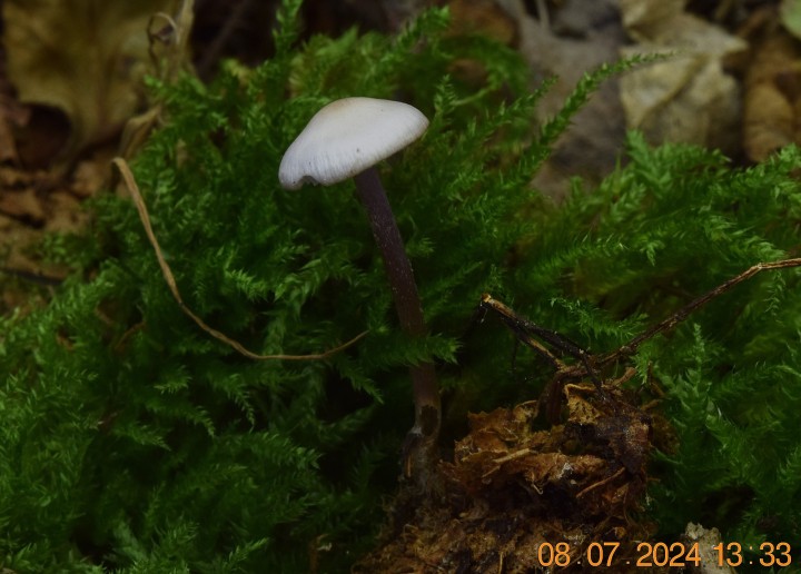 DSC_4107.JPG