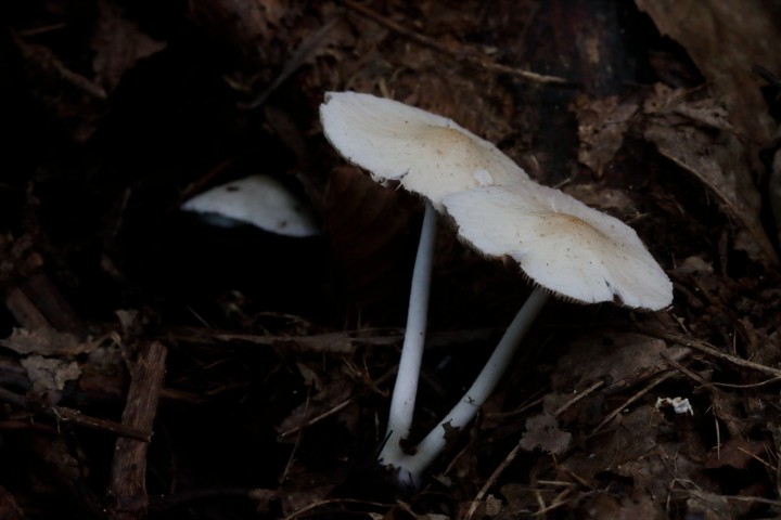 4X6A6800-1.JPG