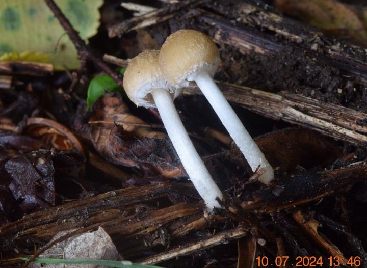 DSC_4115.JPG