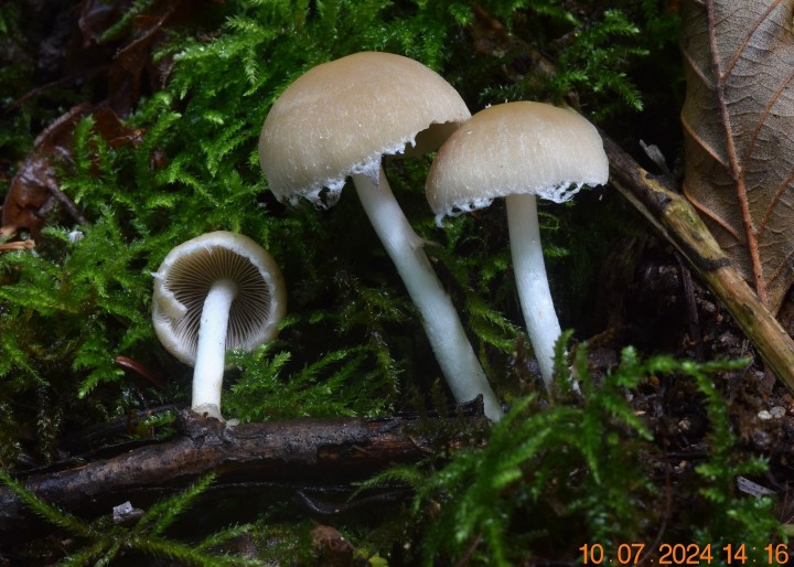 DSC_4120.JPG