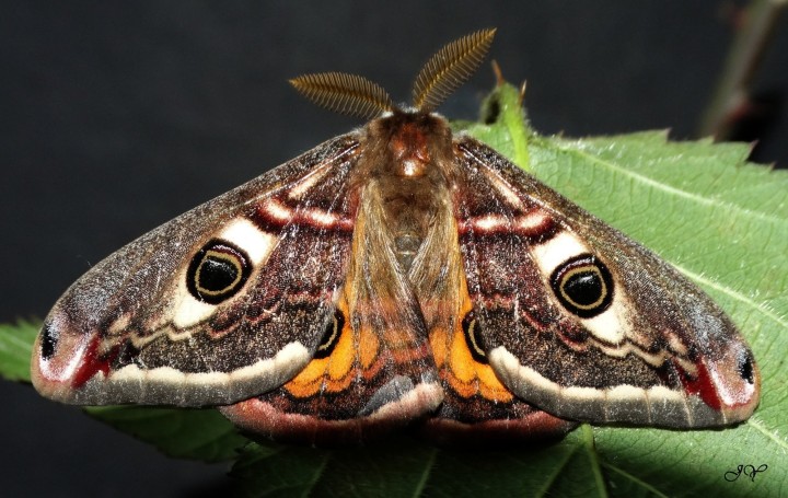 Petit Paon de Nuit  - Saturnia pavonia  9 avril 2020..jpg