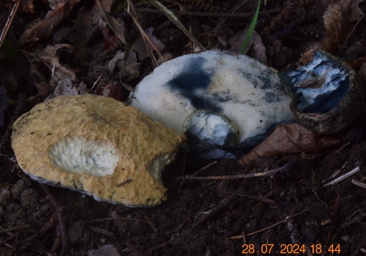 DSC_4174.JPG