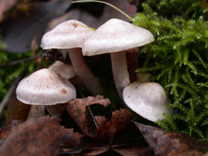 Cortinarius GILLY  2Nov08 .jpg 012.jpg