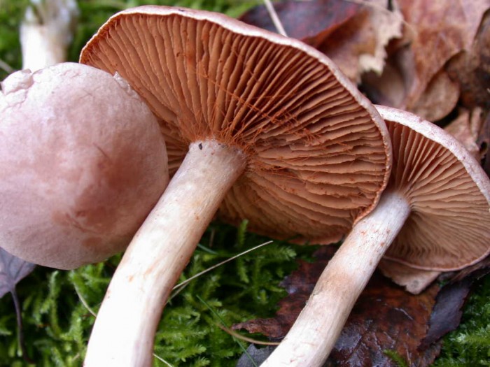 Cortinarius GILLY  2Nov08 .jpg 029.jpg