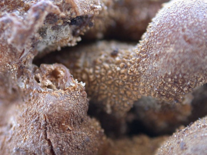 Tuber  Italia 2007 738.jpg