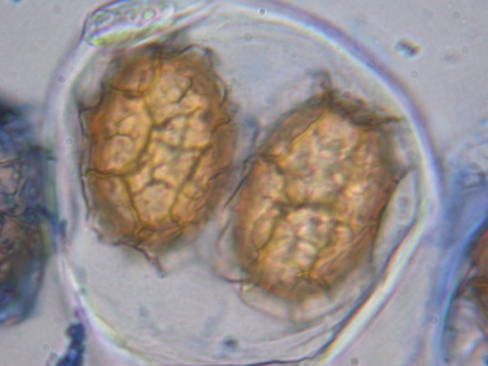 Tuber SPORE  CDI 2007 014.jpg