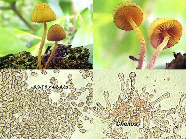 F.denticulatus..jpg