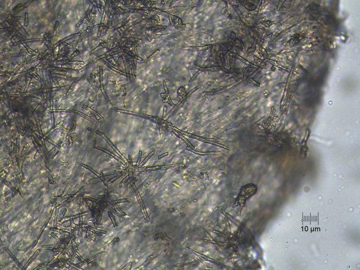 micro_x400_07.jpg
