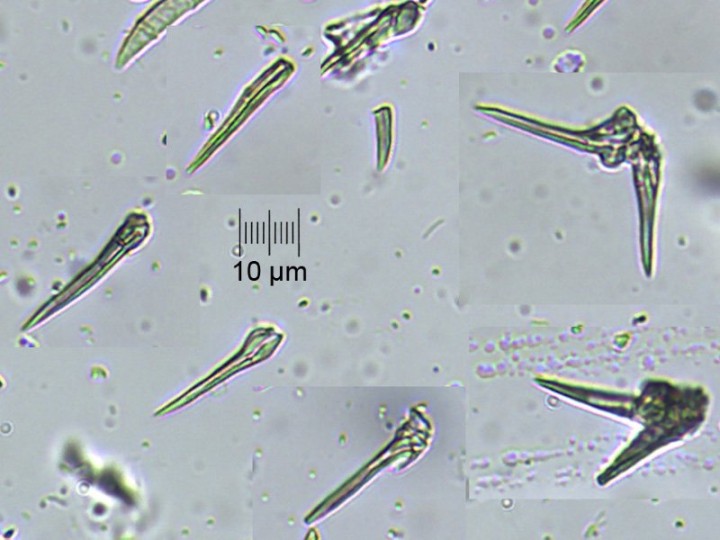 micro_x400_05.jpg