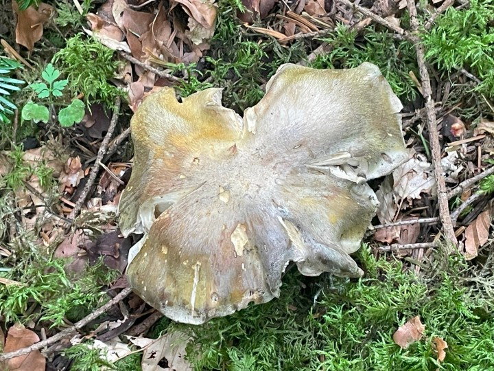 tricholoma luridum 1.jpg