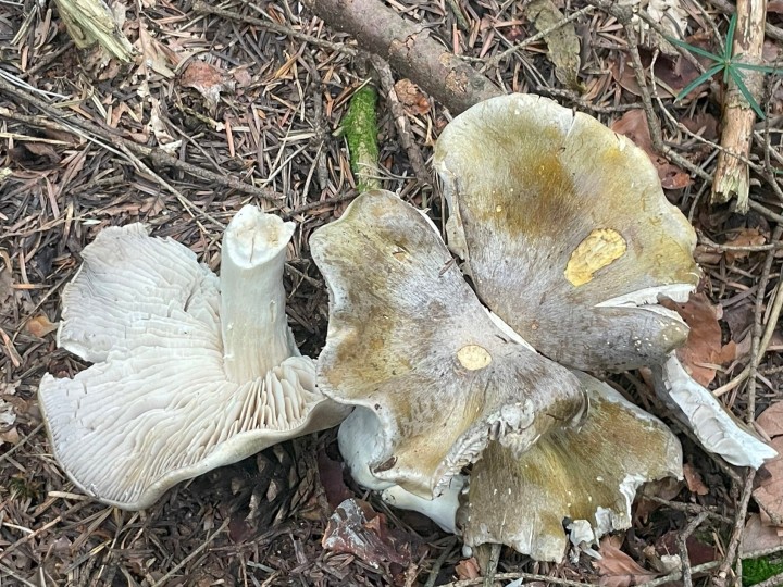 tricholoma luridum 2.jpg