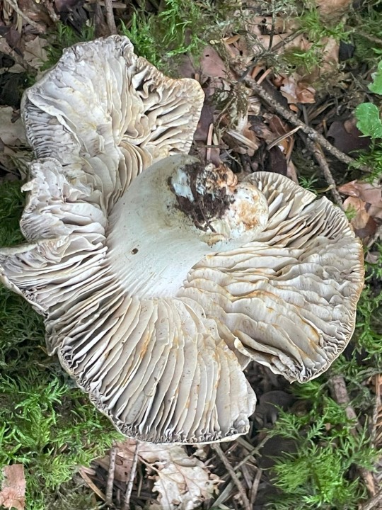 tricholoma luridum 3.jpg