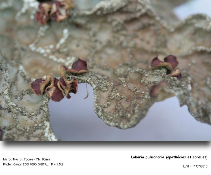 lobaria_pulmonaria_apothecies_et_soralies 3.jpg