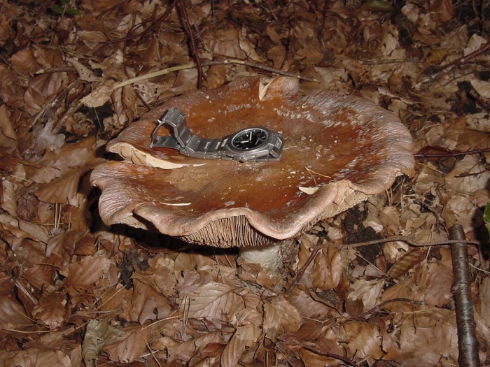 cortinarius praestans.JPG